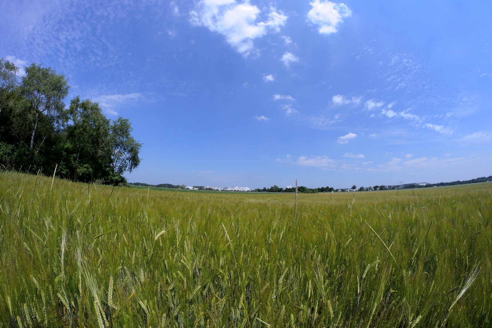 the grass is growing in the open field