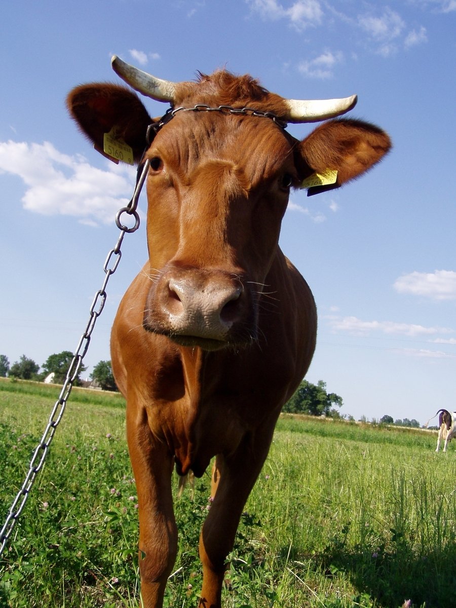 a cow tied up on a chain is standing in the grass