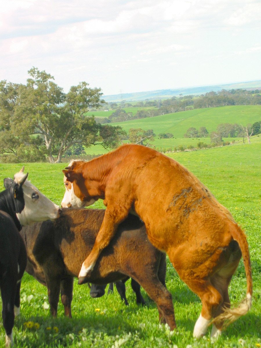 there are some cows and one has a horse