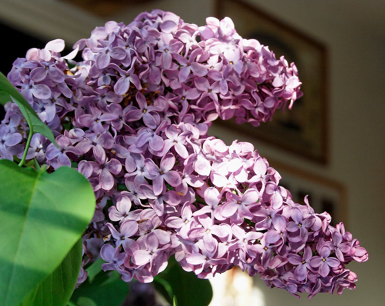 purple flowers that are growing outside in the day