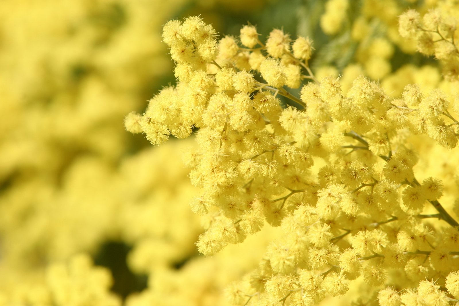 yellow flowers in closeup with yellow colored leaves