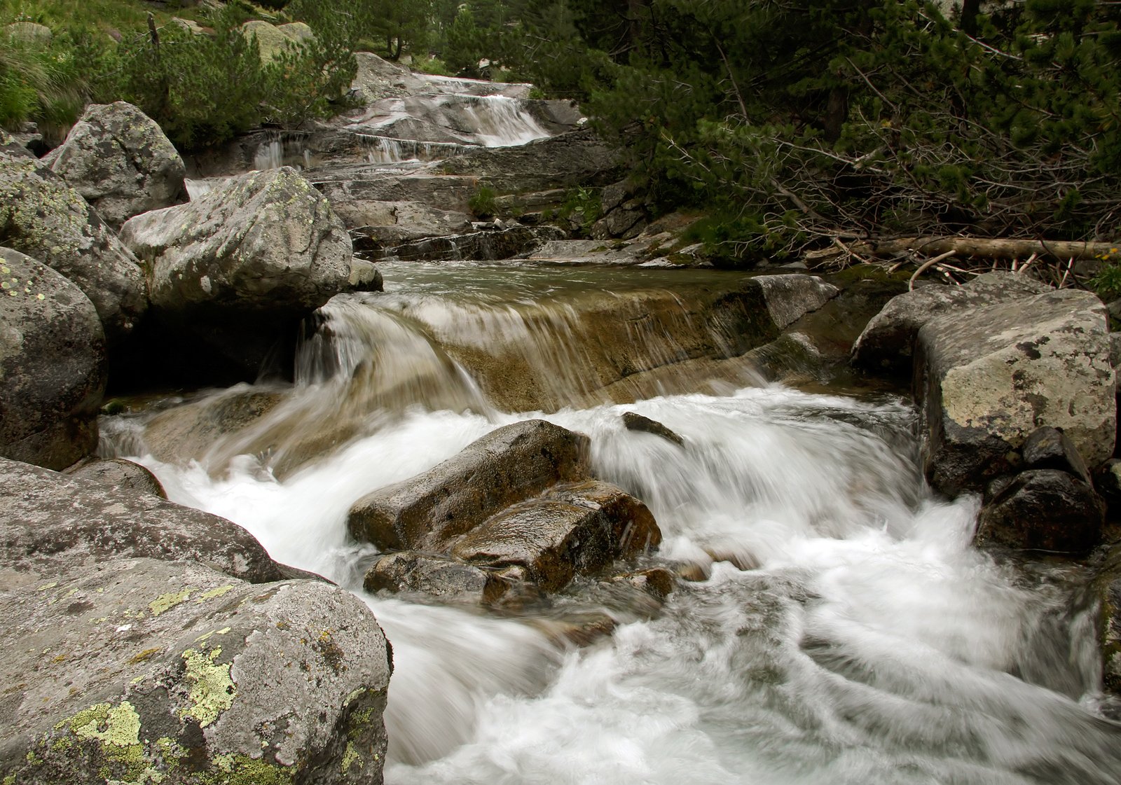 a stream with small rapids in a forest