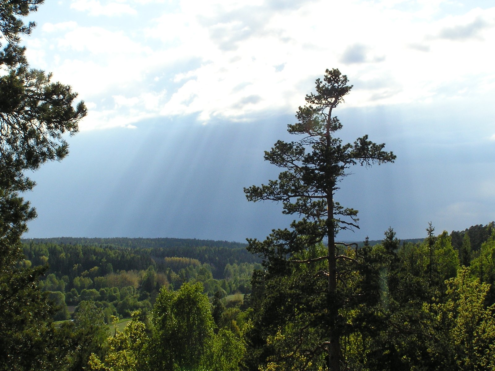 the sun shines through the clouds and shines on the forest