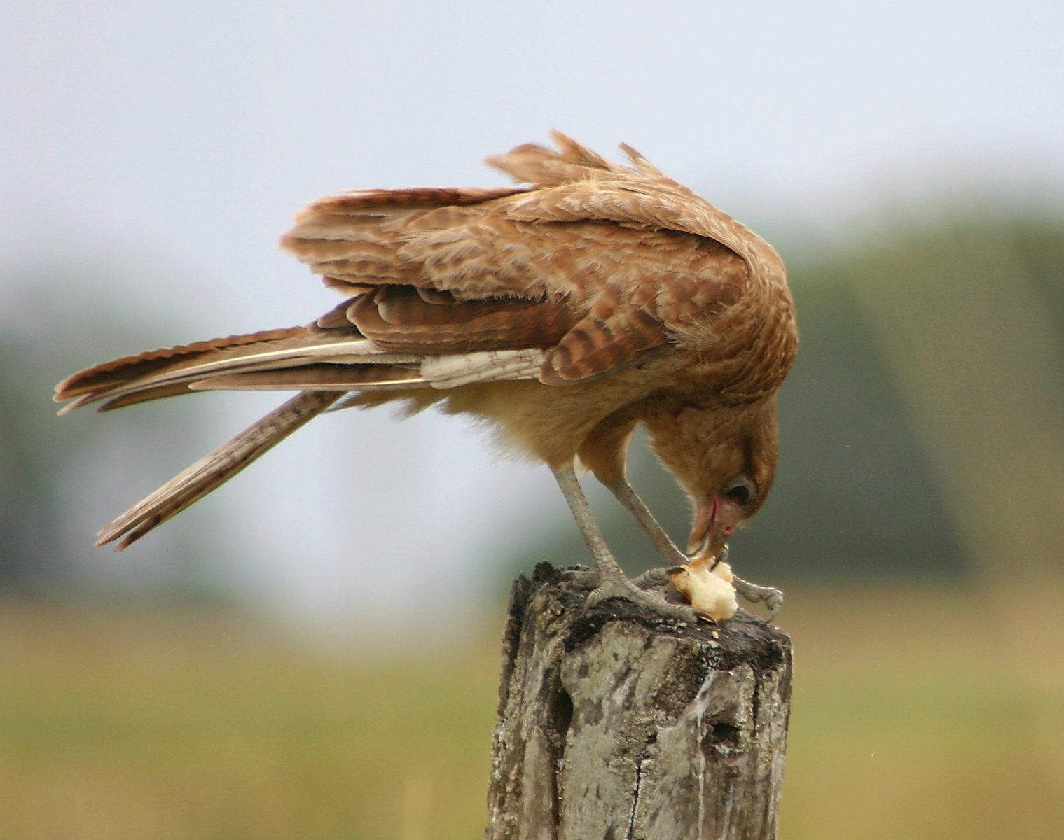 a brown bird stands on top of a wooden post