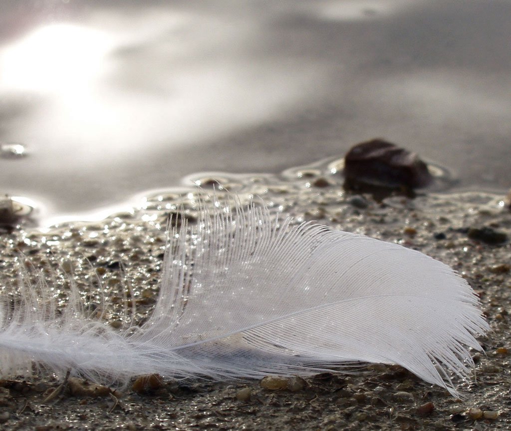 white feather floating on sand and pebbles at the edge of water