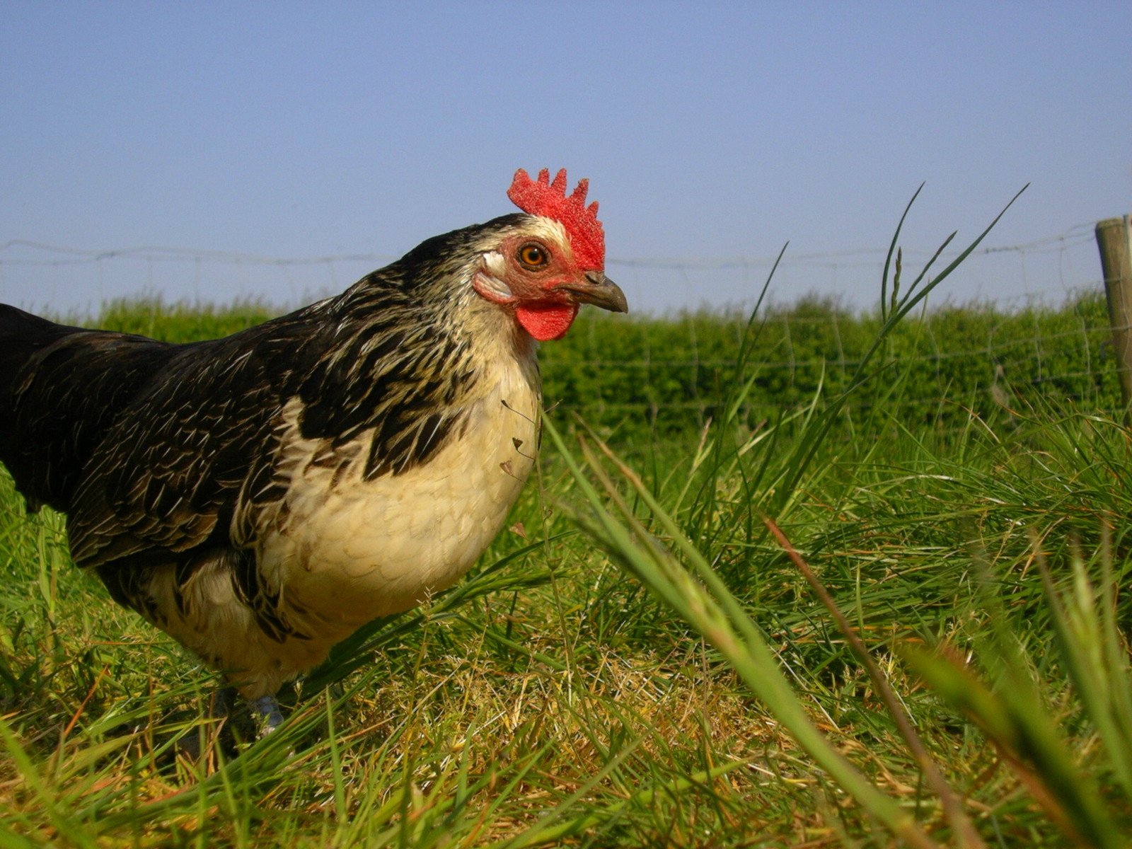 a chicken walking through a grass covered field