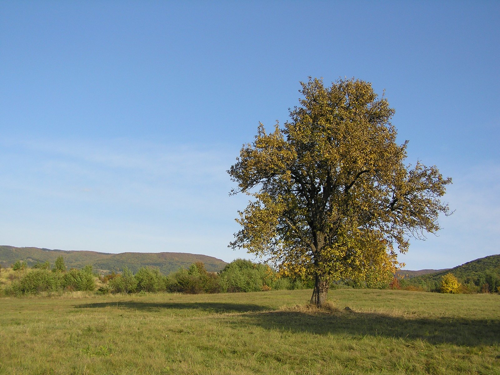 a lone tree stands in a field with mountains in the distance