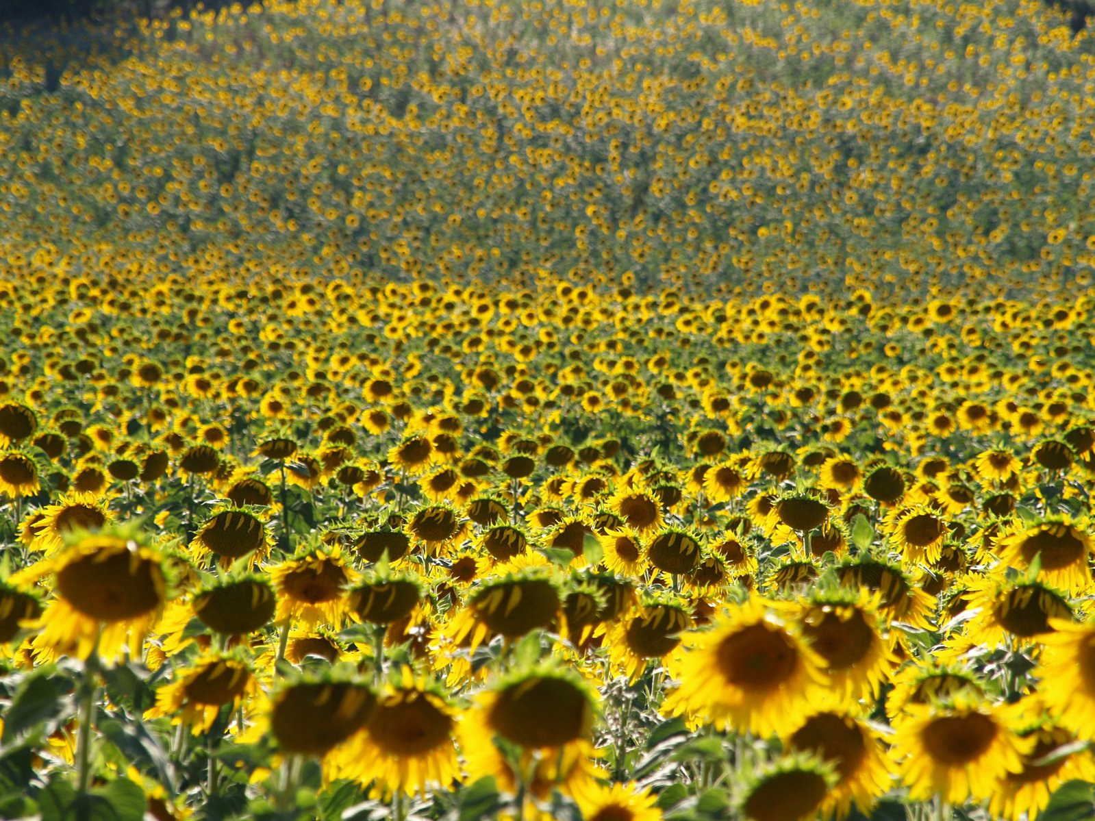 the view of a field full of sunflowers from a distance