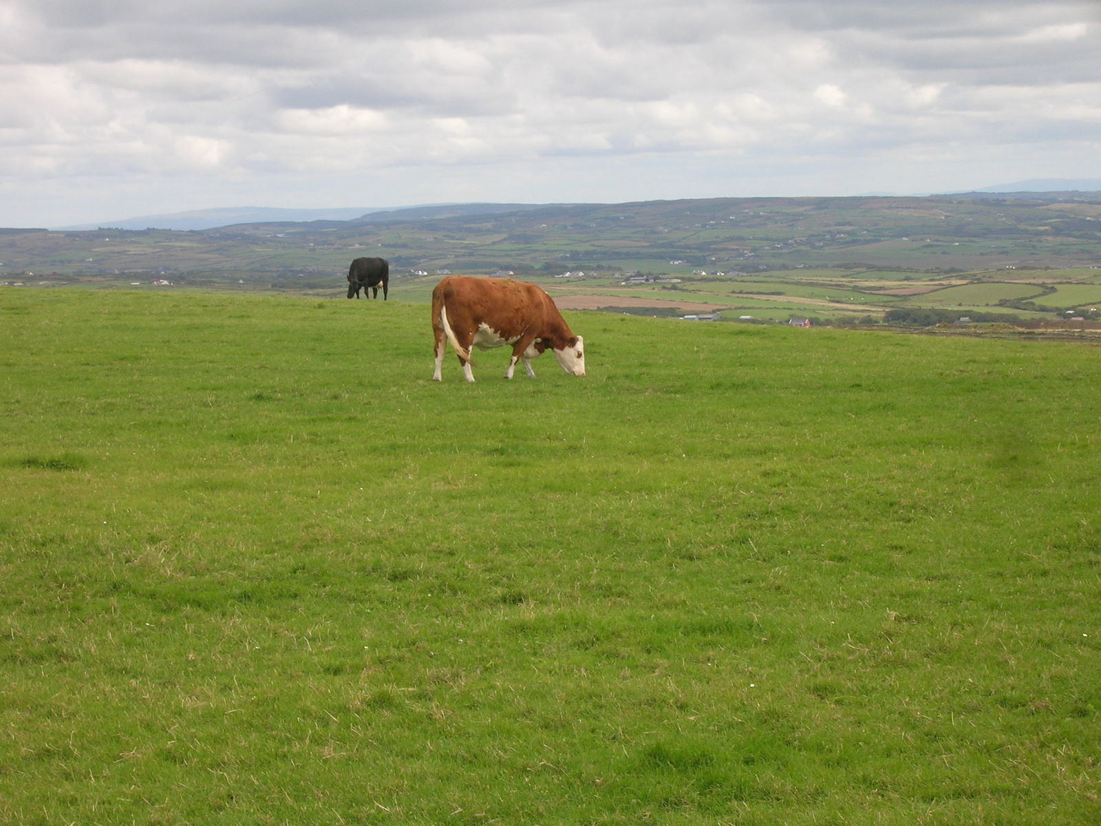 two cows are grazing on the grassy hill