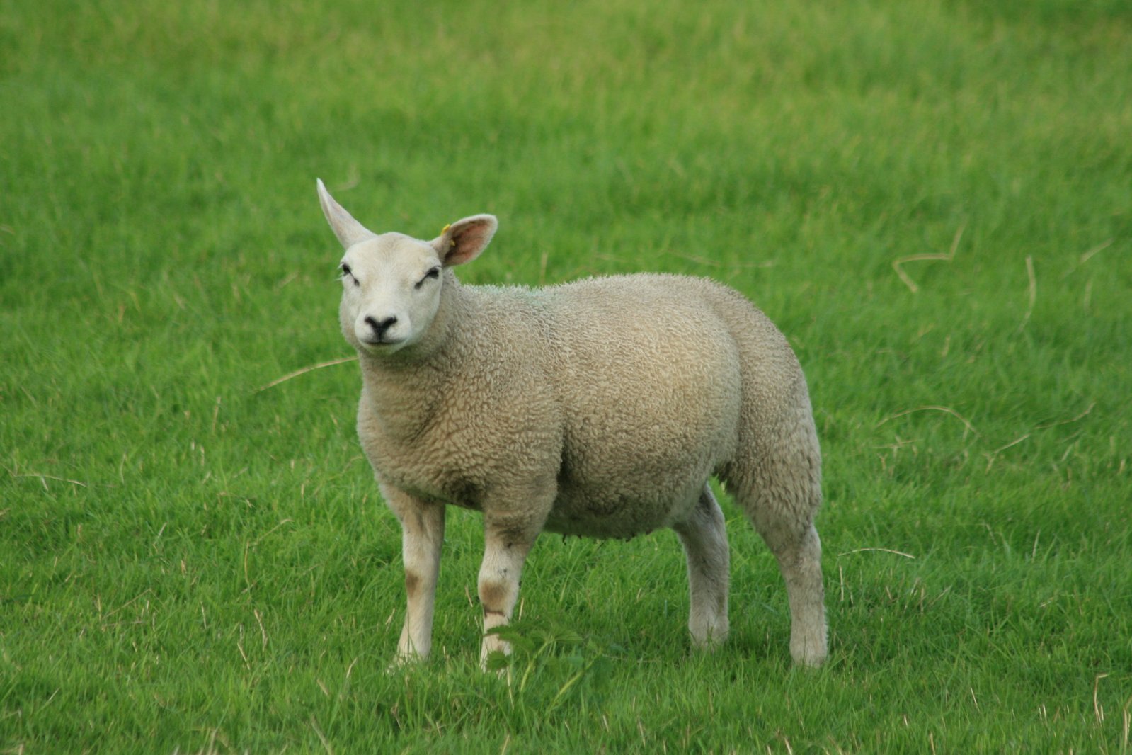 an image of a sheep standing in the field