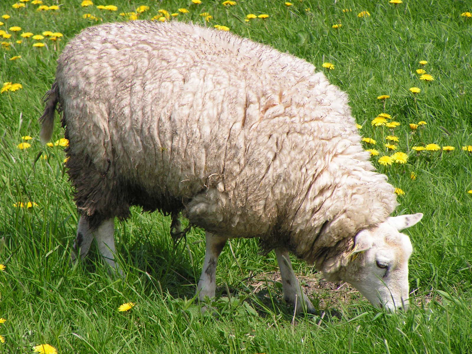 a sheep grazing in a field full of flowers