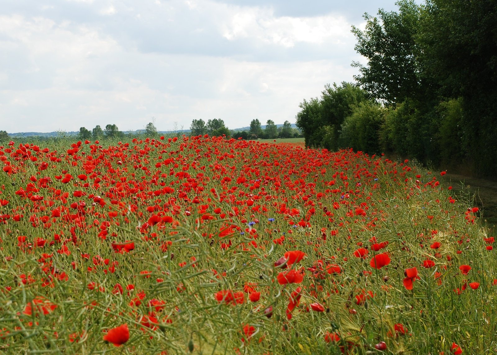 a large field full of red flowers with lots of green foliage