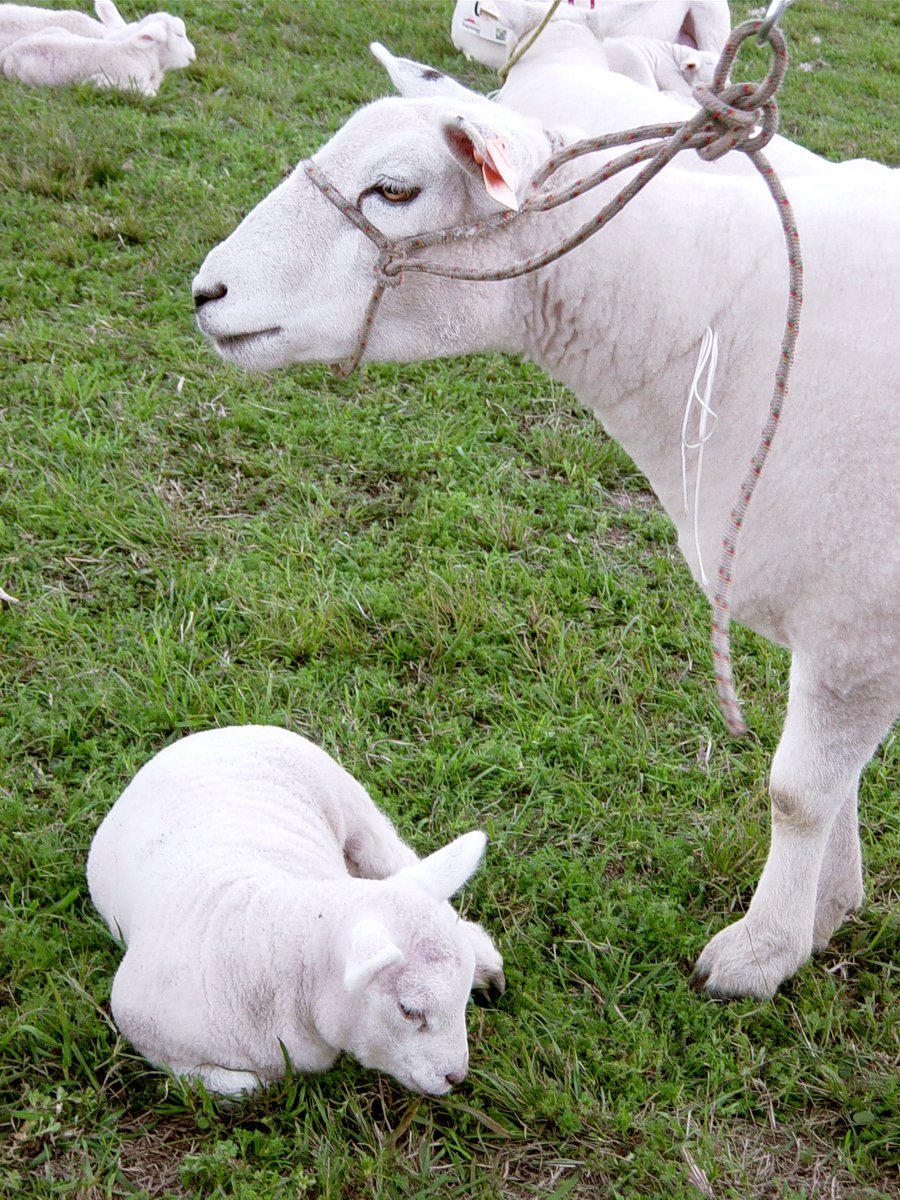 two lambs with horns on in an enclosed area