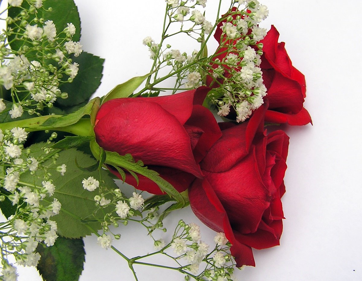 two red roses and baby's breath flowers together