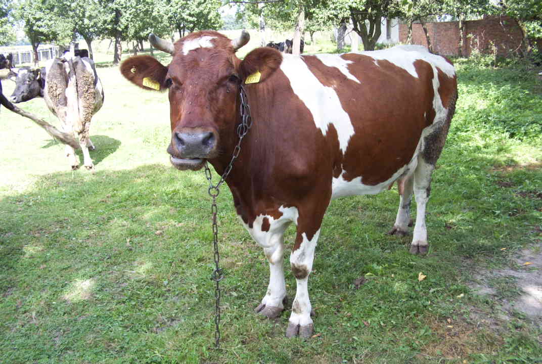 a brown and white cow on grass next to fence