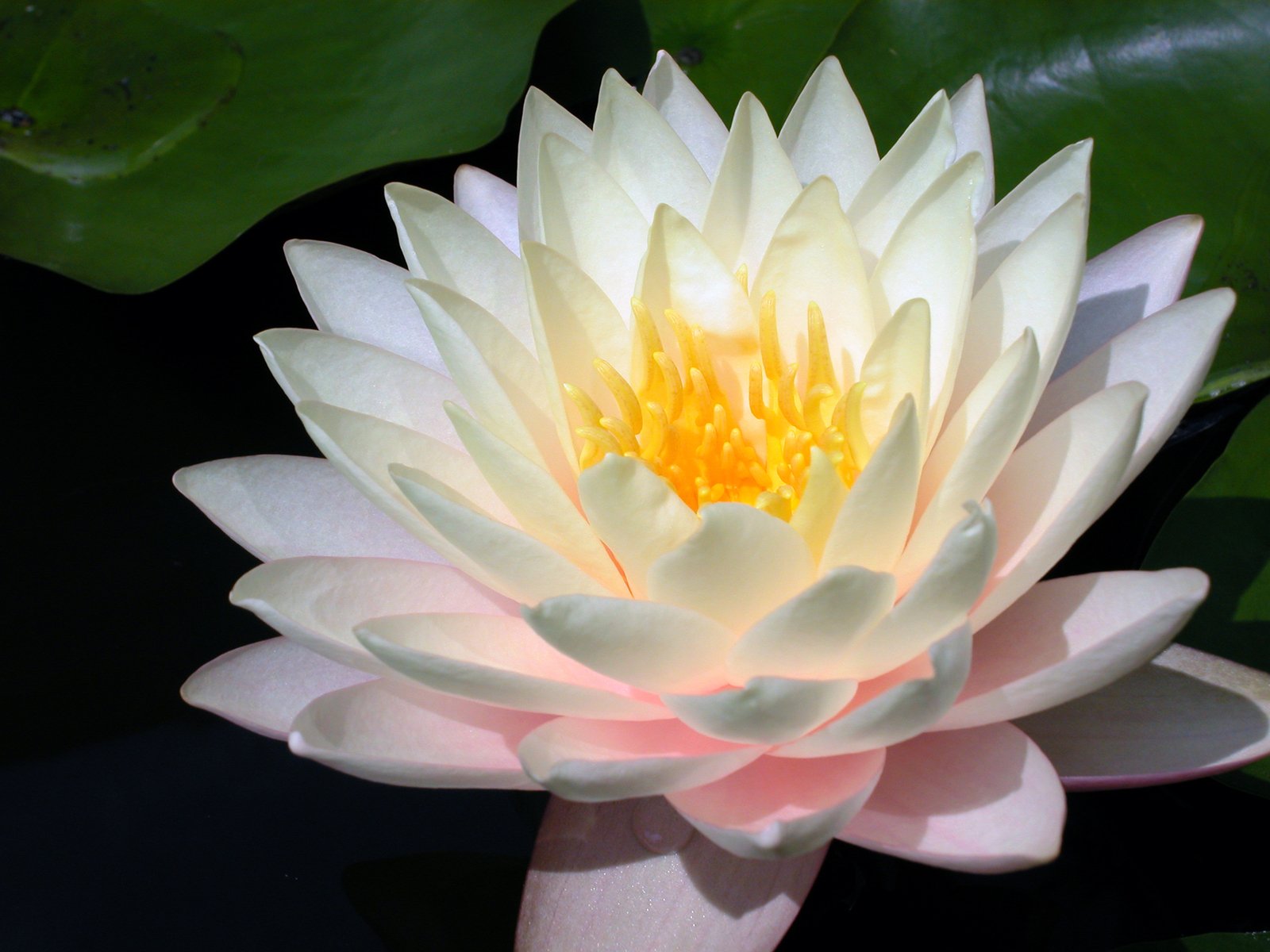 a white lotus flower with leaves in the water