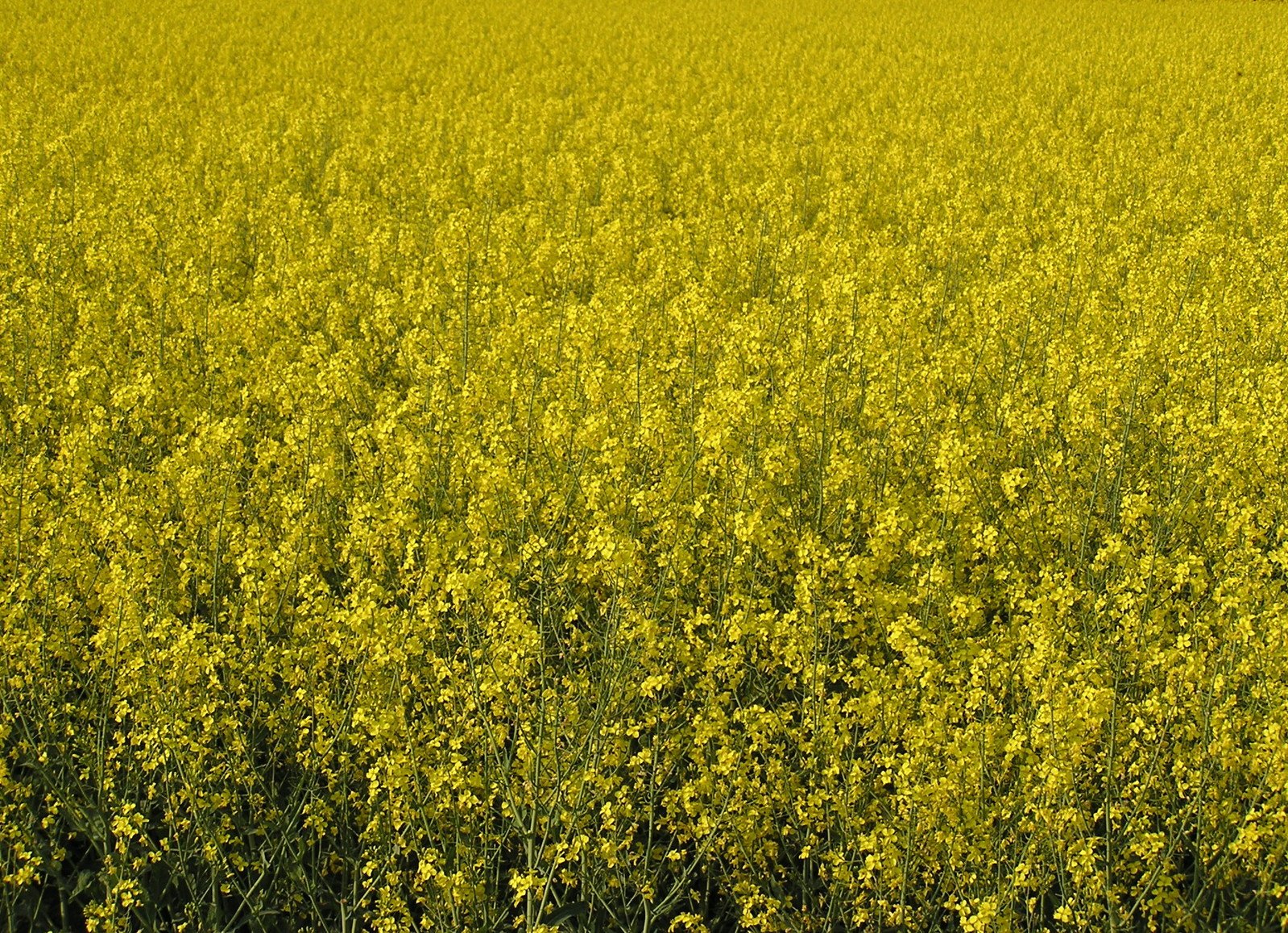 a yellow flower field is shown with green grass