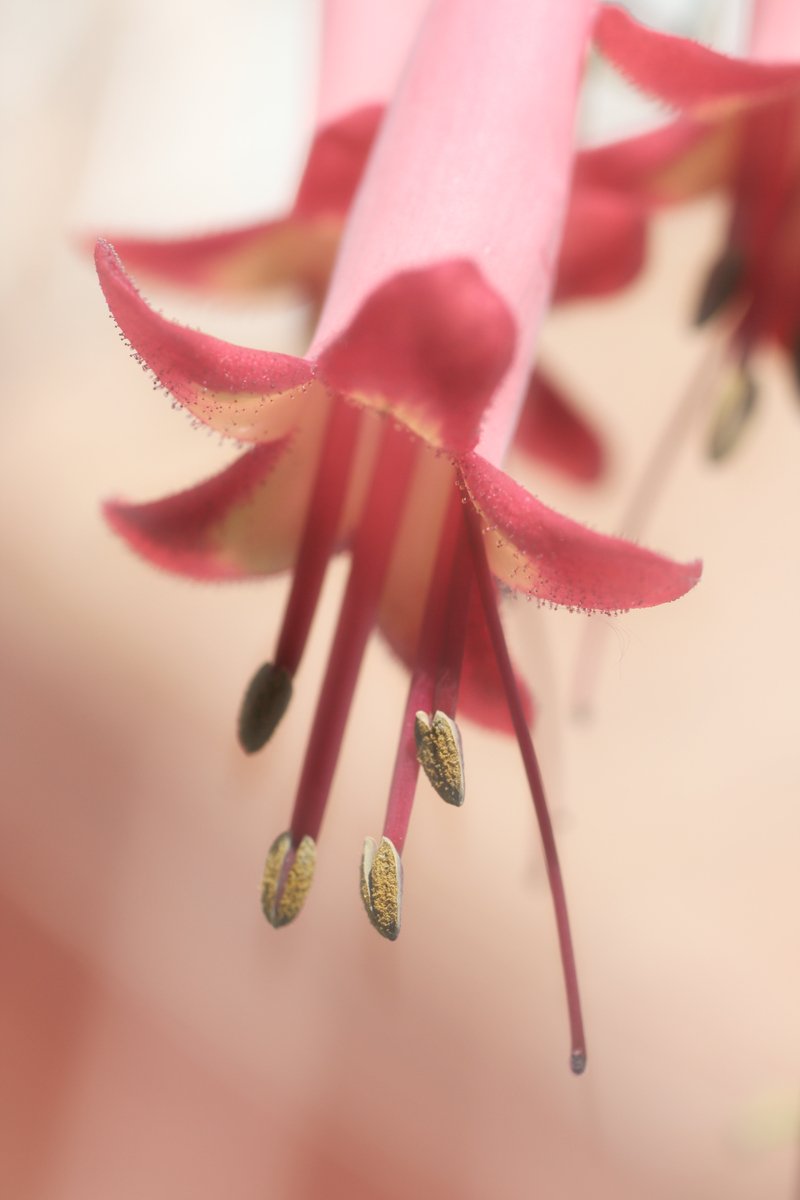 two pink flowers that are floating in the water