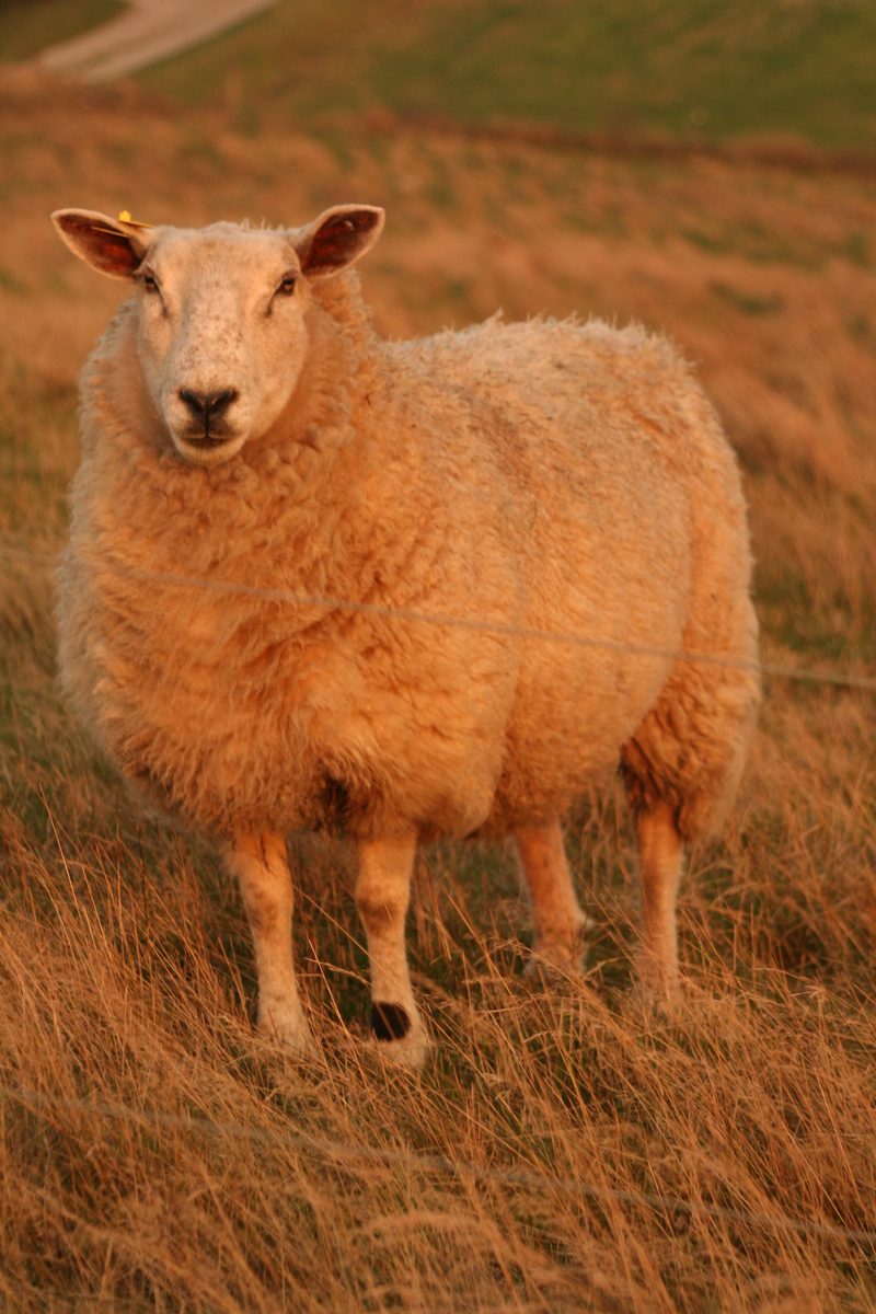 sheep in grassy area looking at camera with head turned