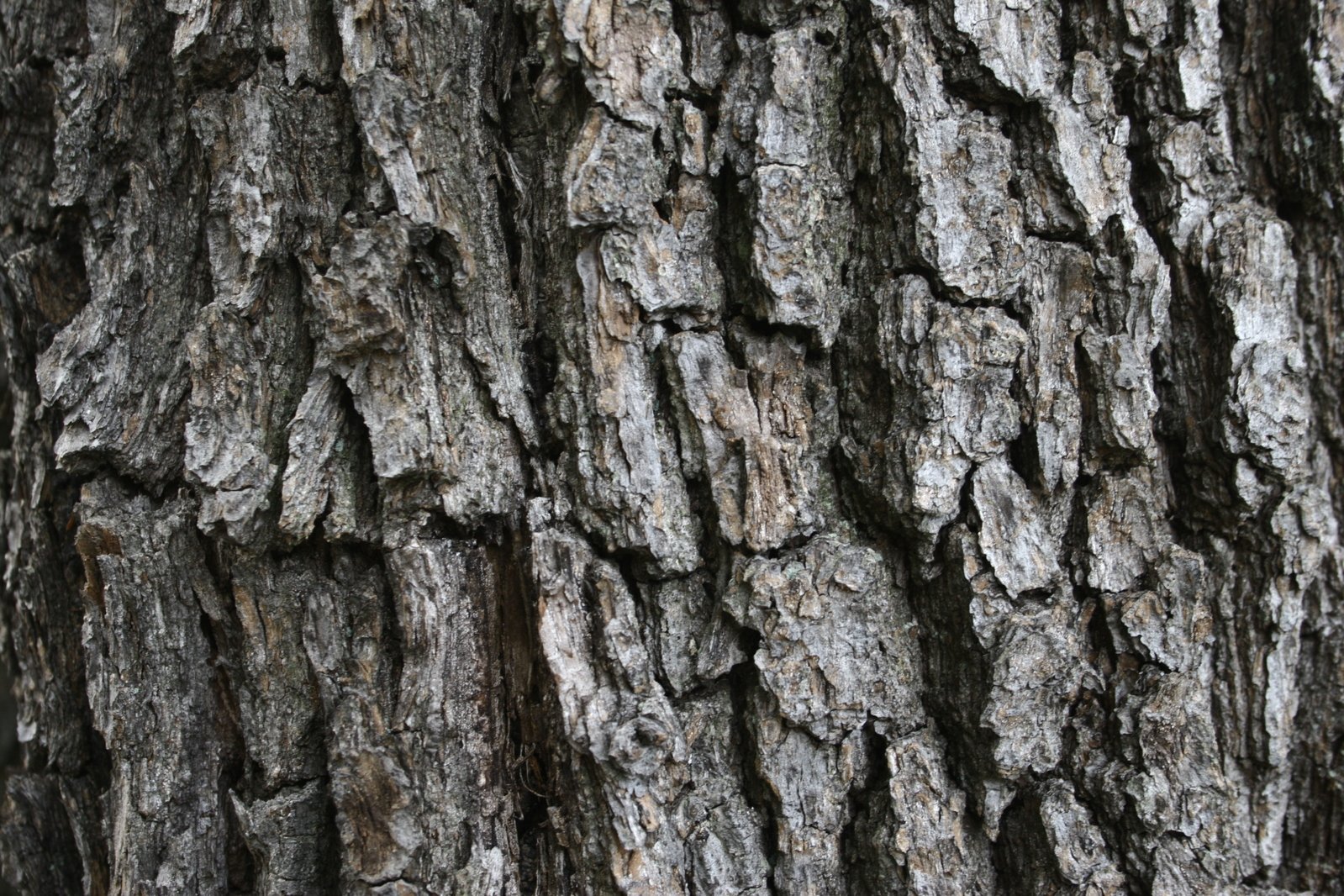 a close up of a tree with many scratches