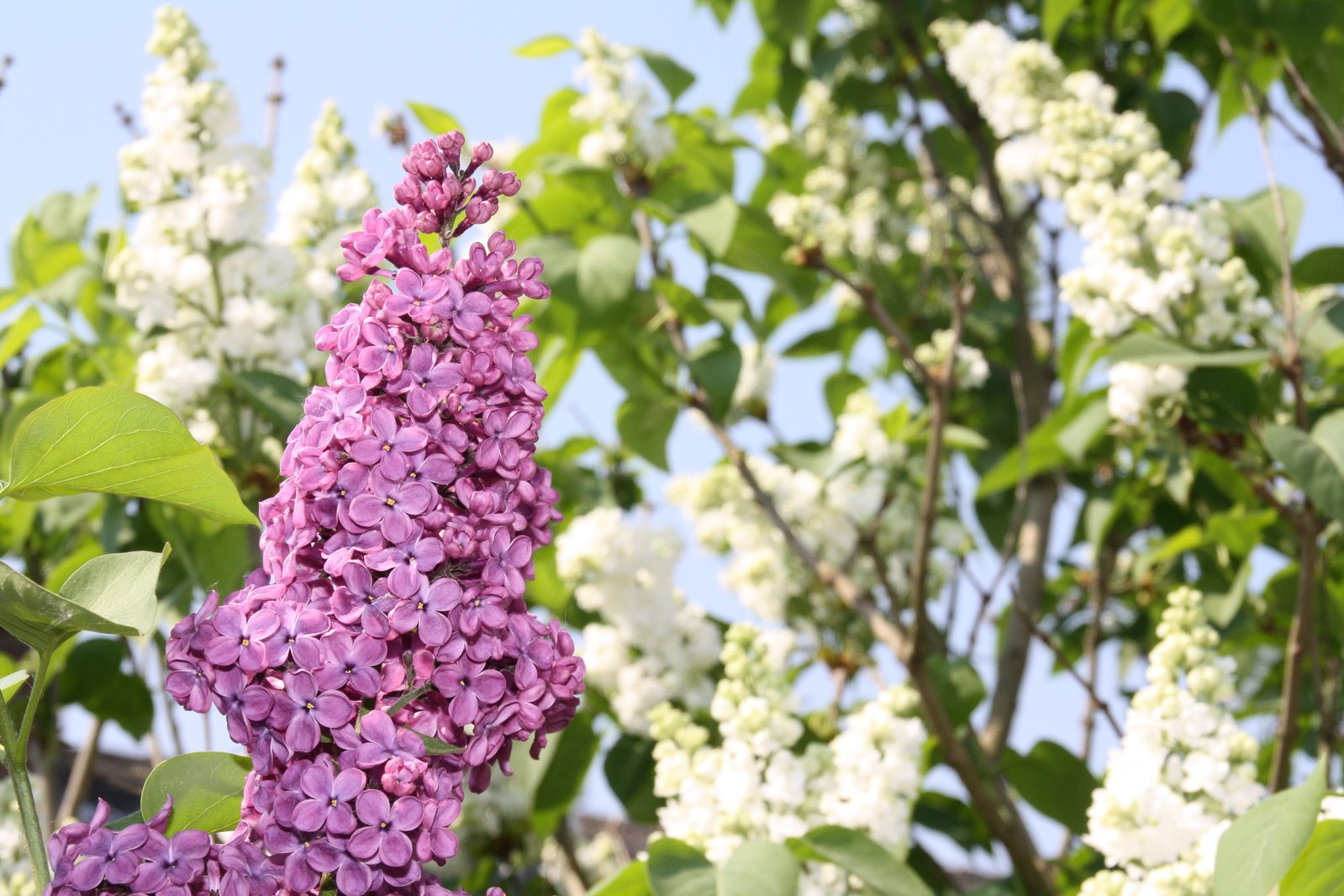 closeup view of a beautiful purple lilac bush with green leaves