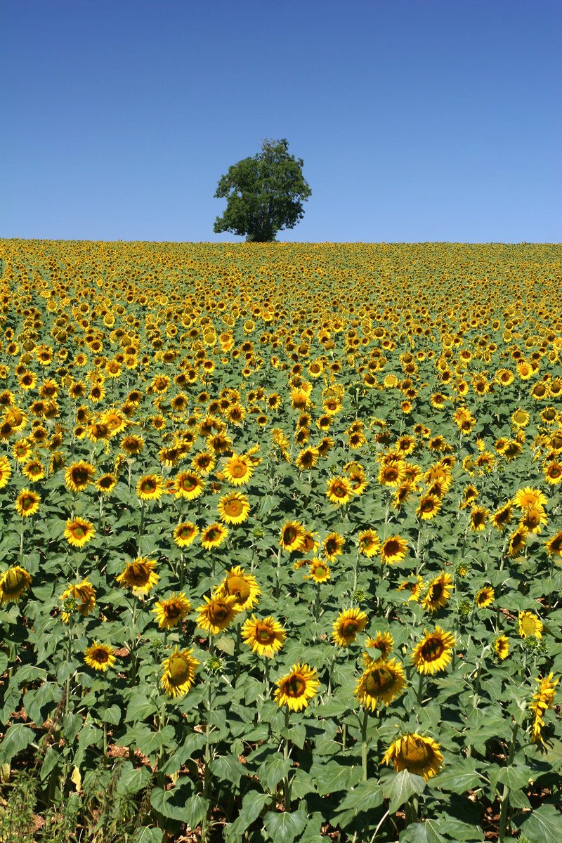 a field of sunflowers with a single tree in the background