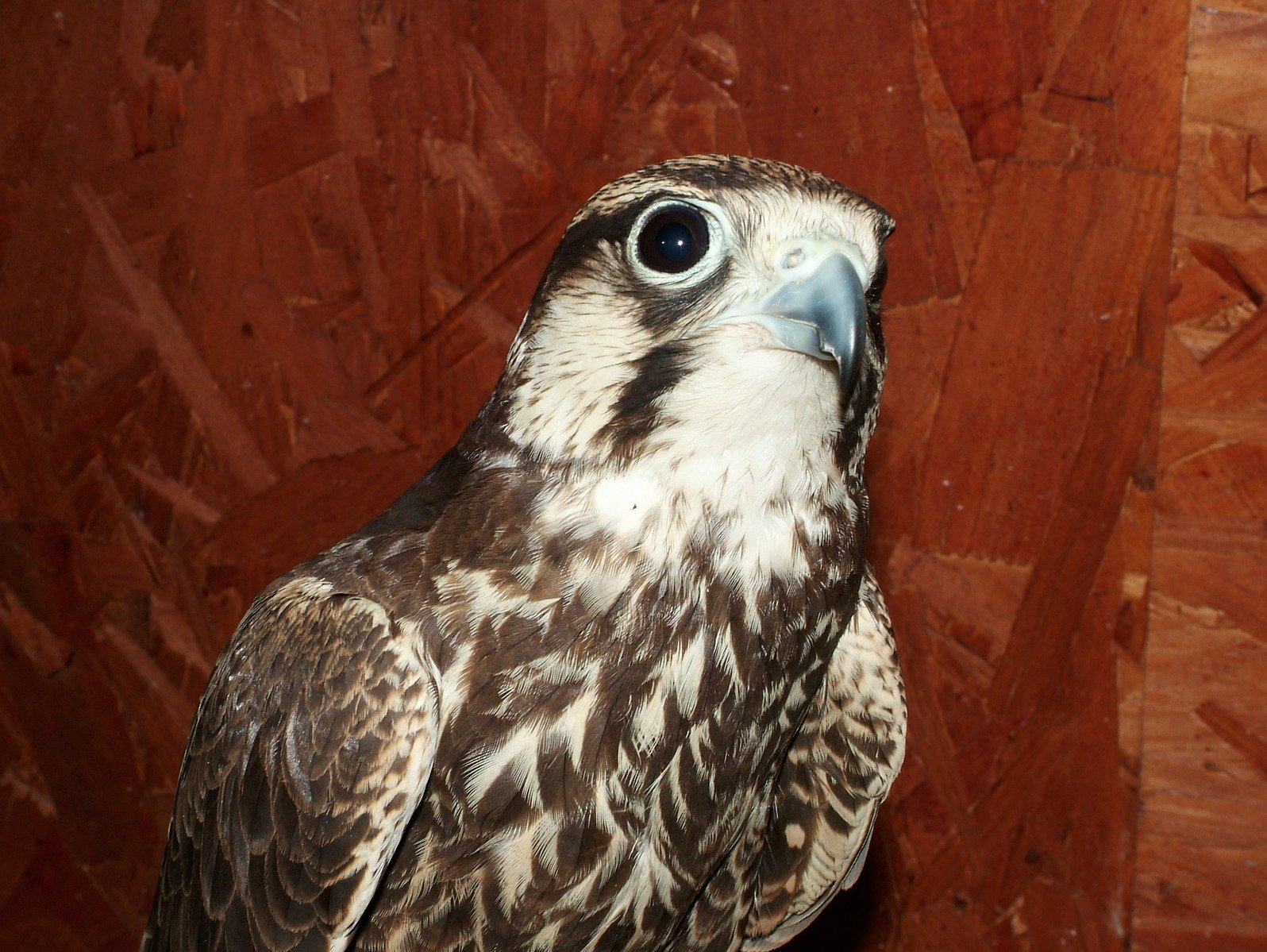 a close up of a falcon's head and shoulders