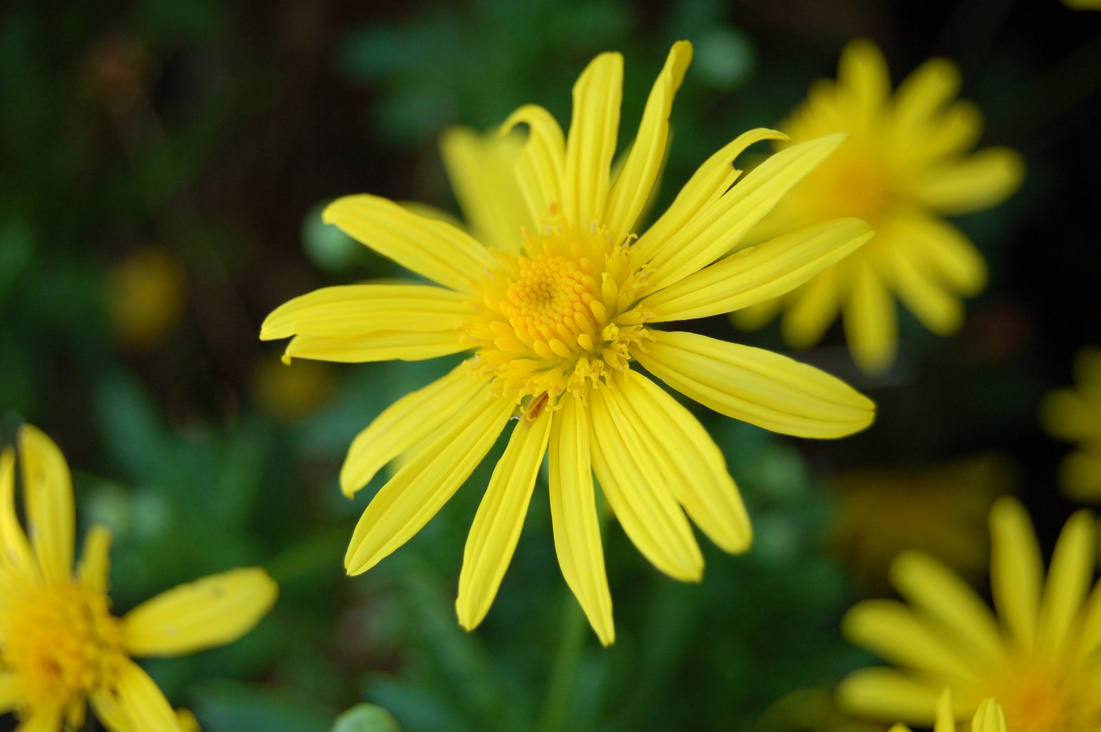 there is a bunch of yellow flowers in the picture