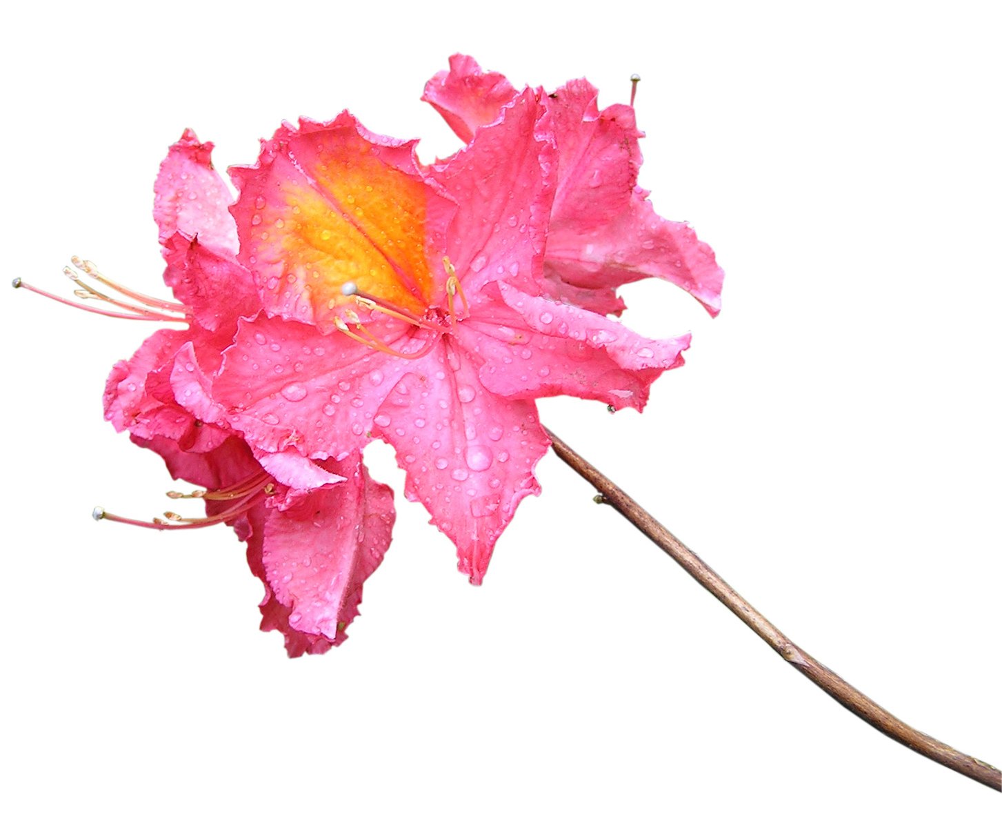pink flower with yellow center and raindrops on its petals
