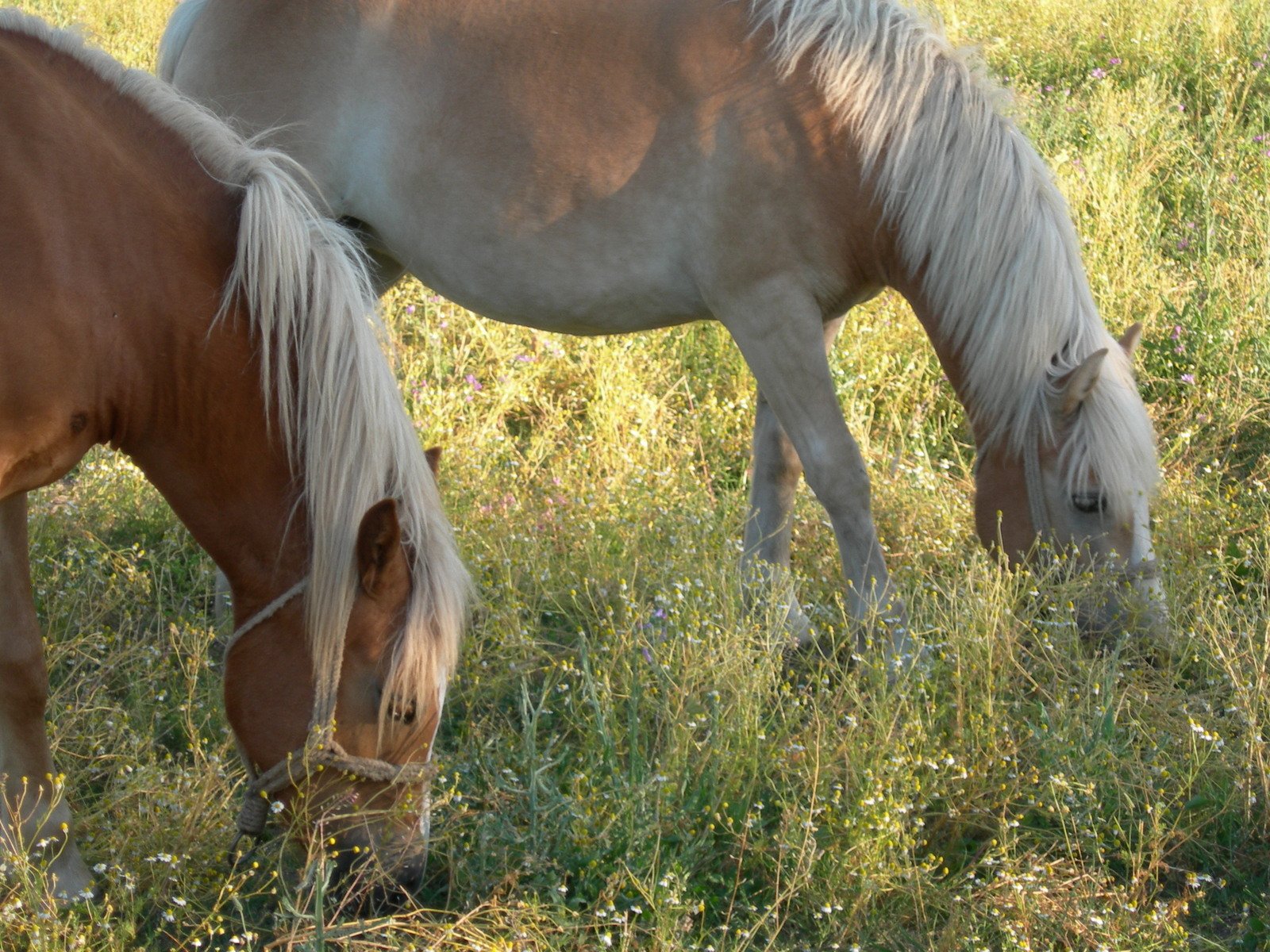 there are two horses that is standing in the grass