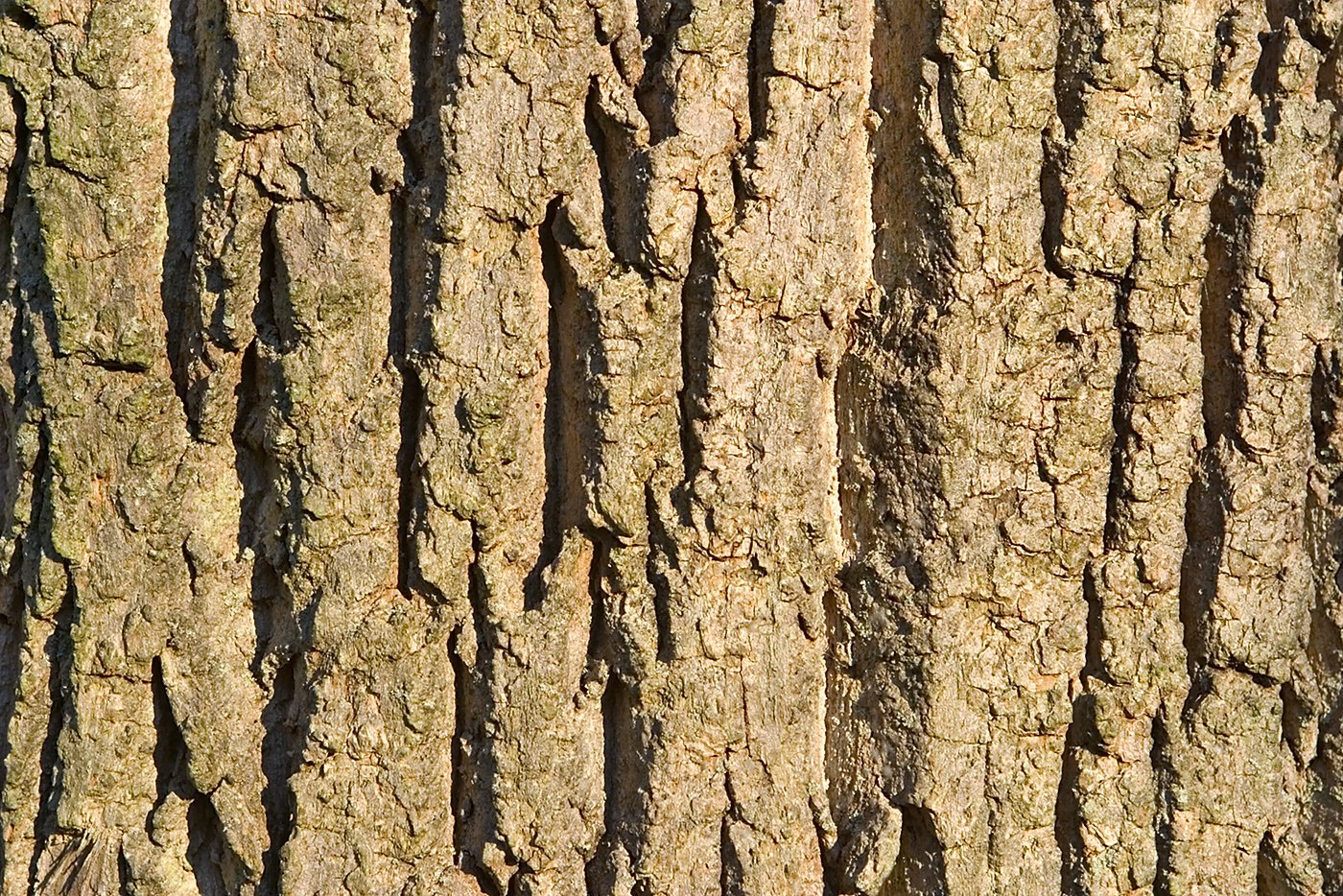 brown bark with a long line on it