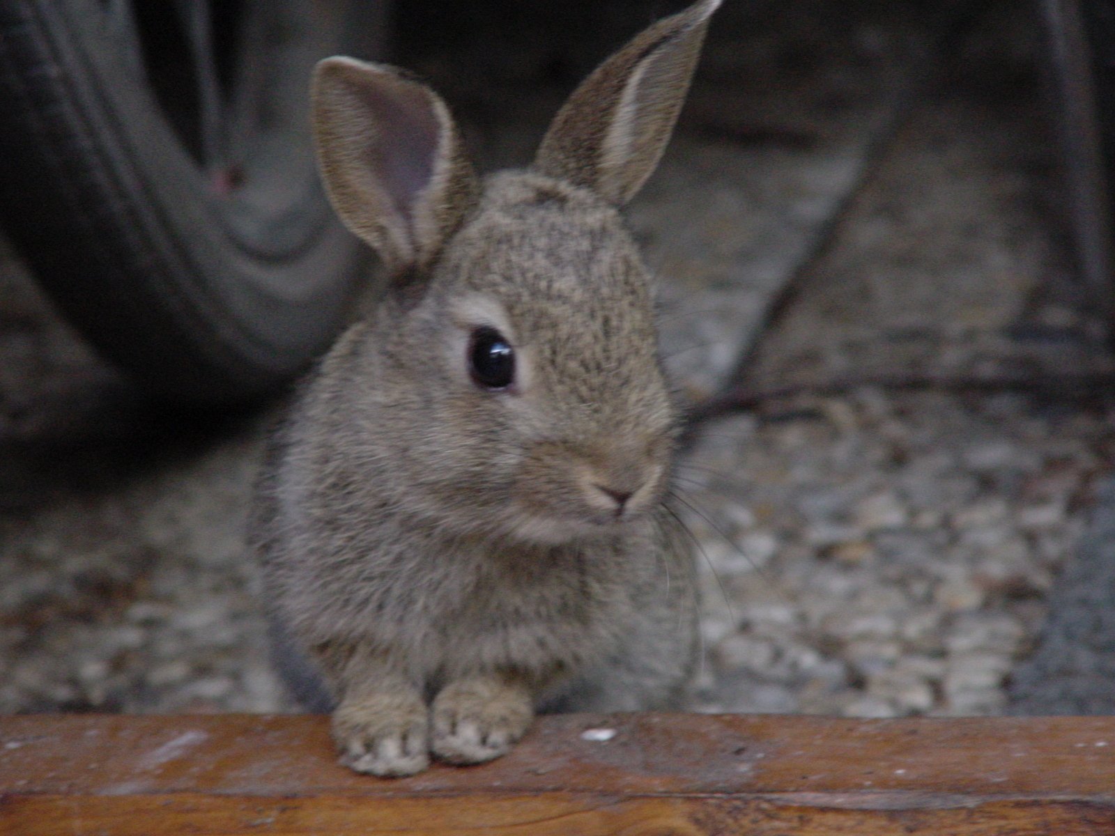 a grey bunny rabbit sitting on the side of a road