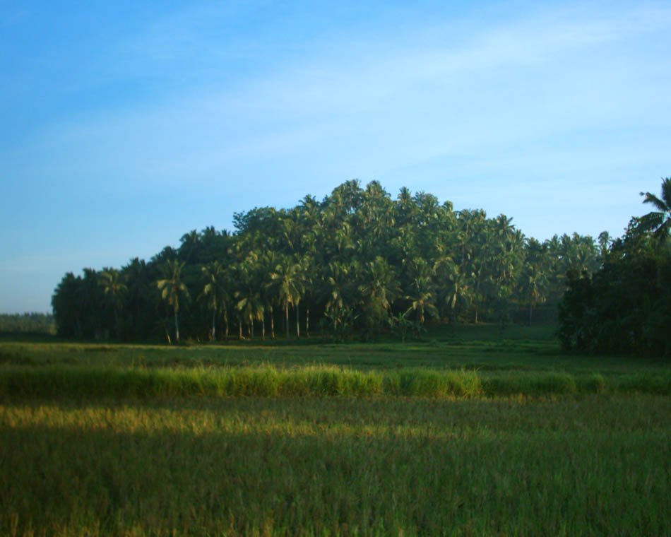 an open field with grass and palm trees