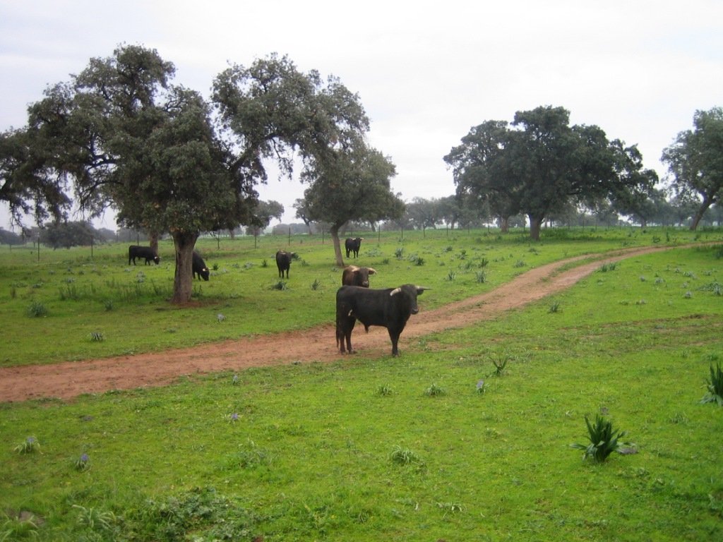 several cows stand in a pasture with dirt road and trees