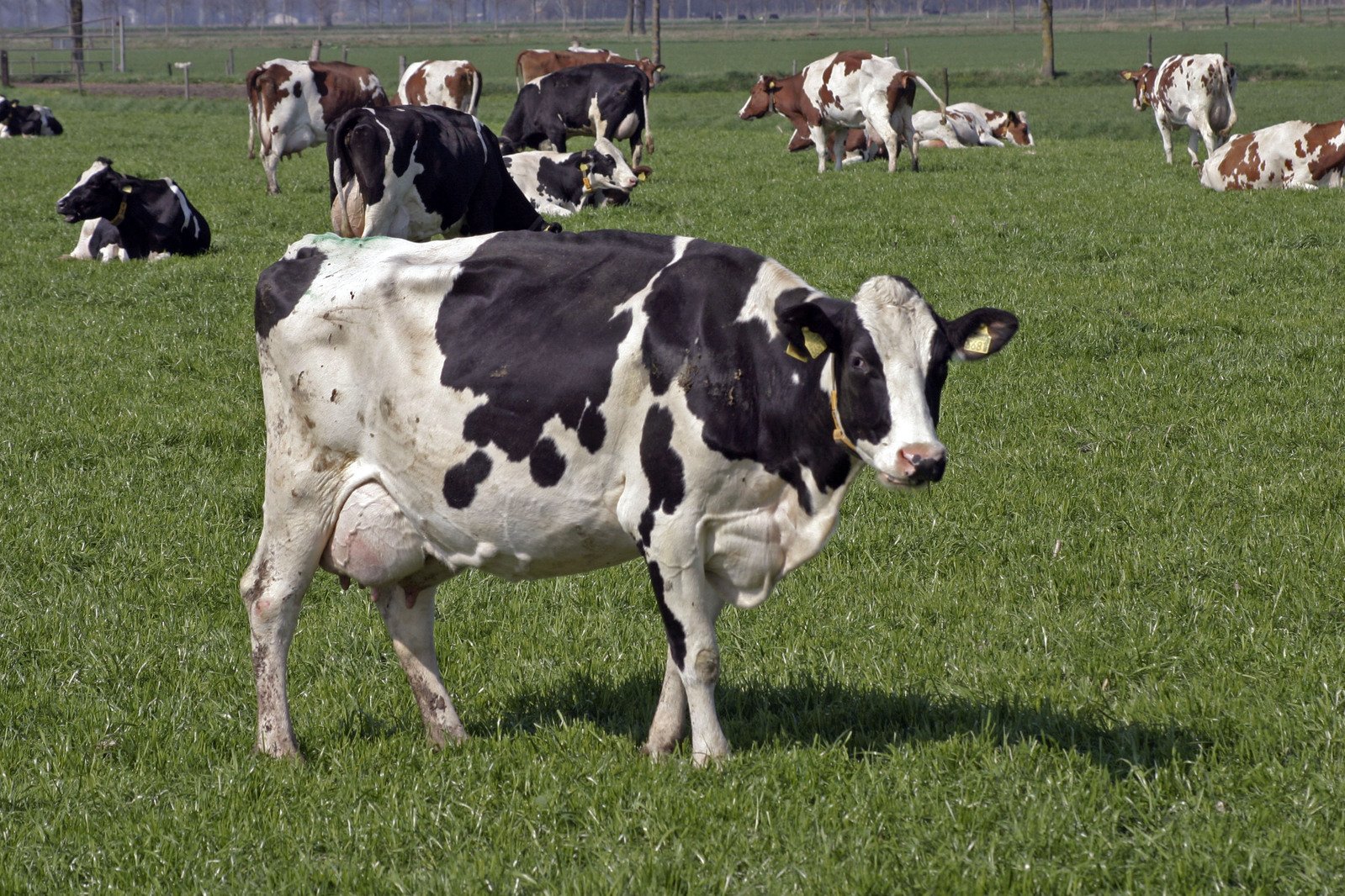 cows are grazing in a field on the grass