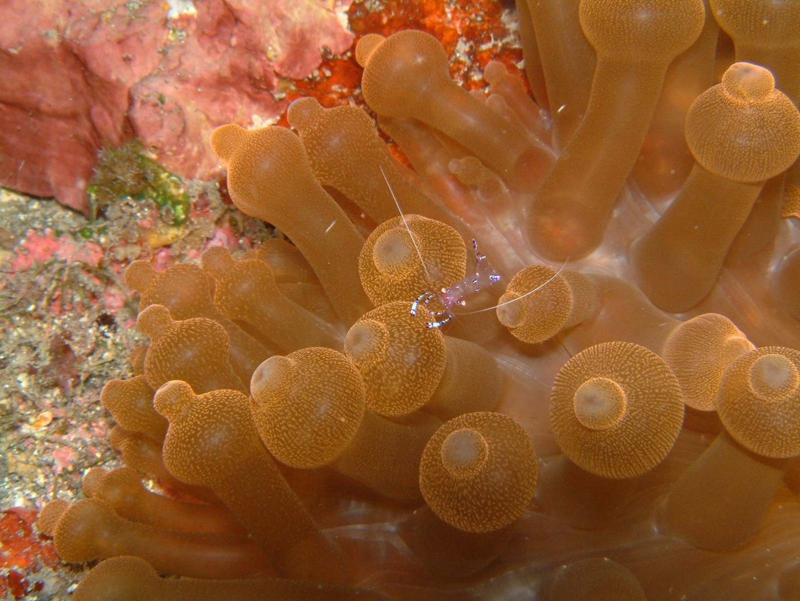 an animal sitting on top of an orange seaweed