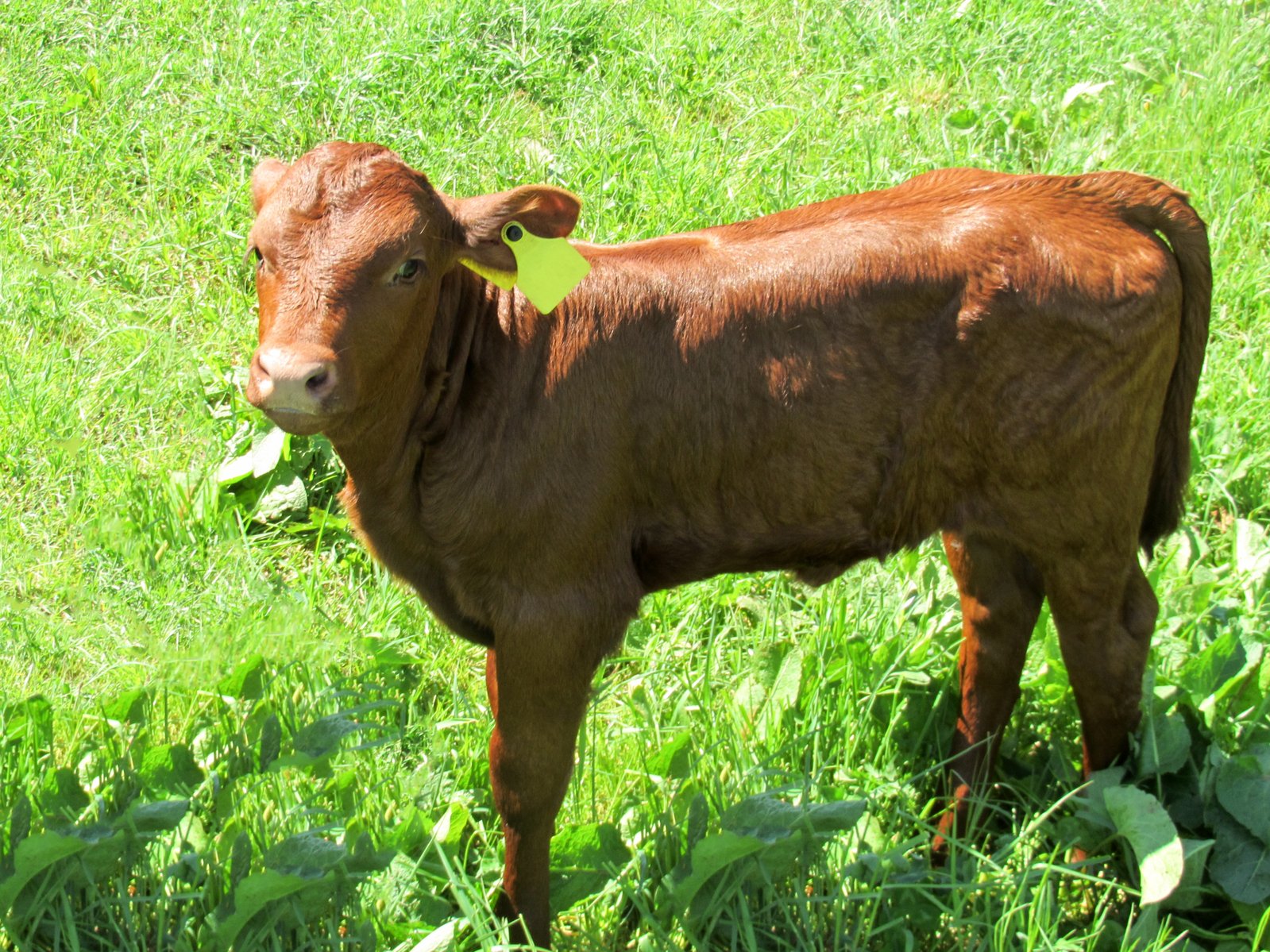 a cow standing in the grass with a tag in its ear