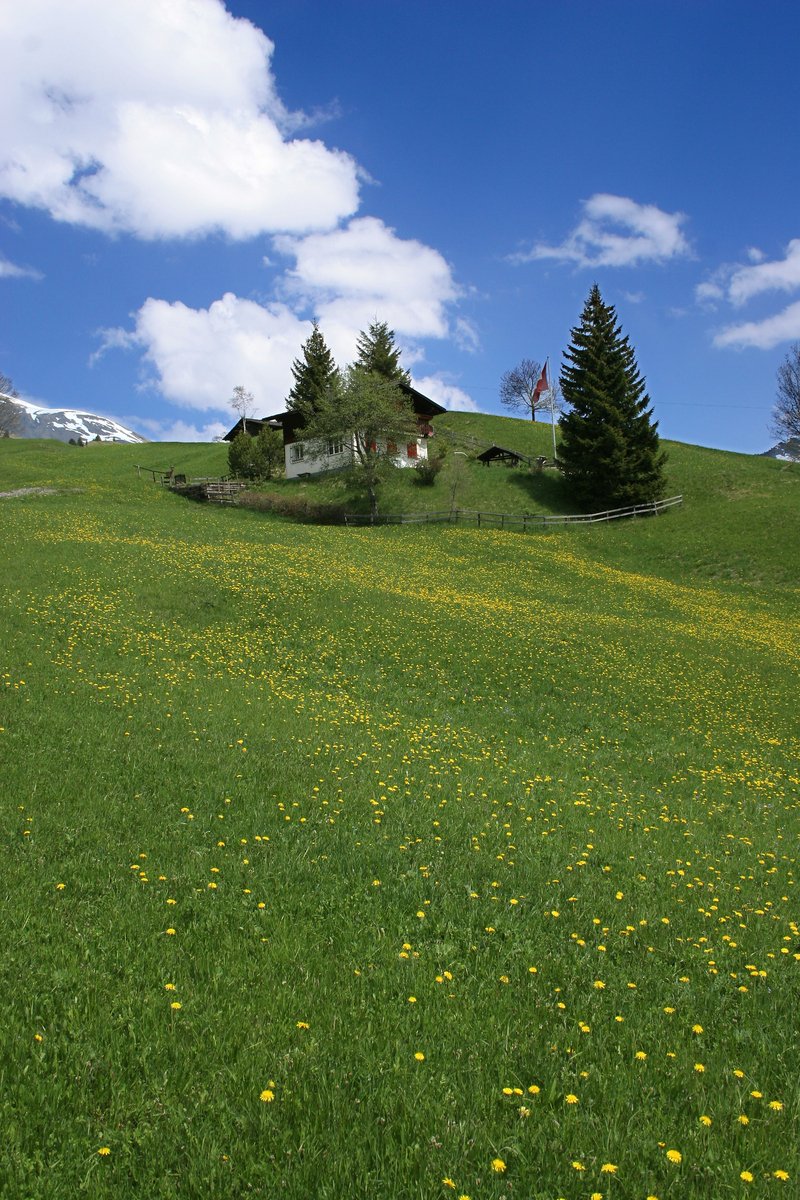 a grassy hill with yellow flowers and trees