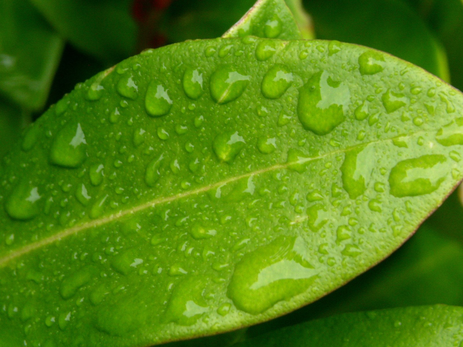 dewdrops on a green leaf in the sunlight