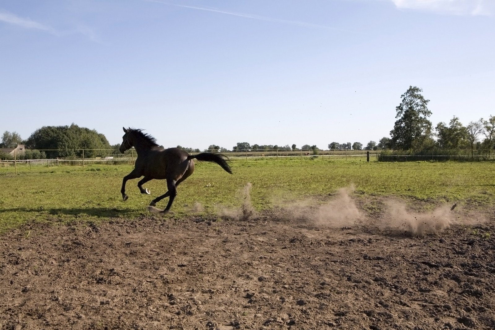 a running horse gallops through a field in summer