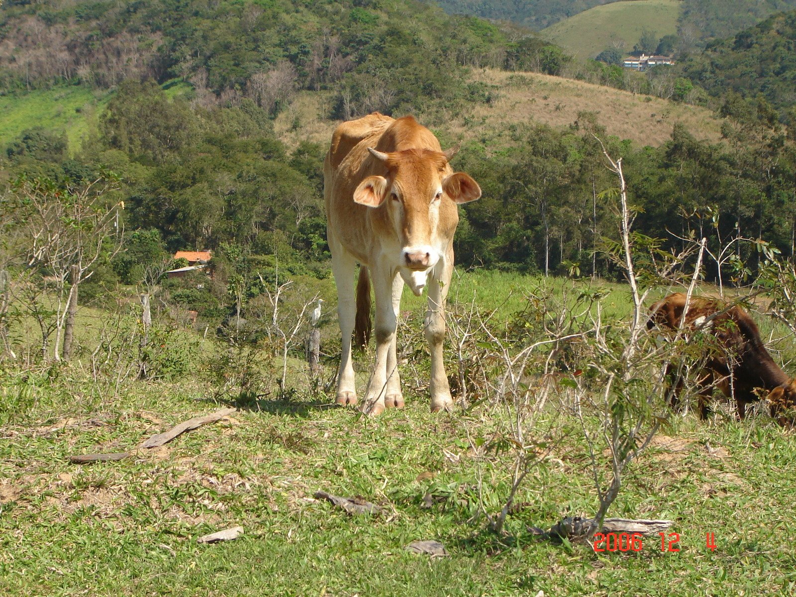 a cow stands on the grass looking off into the distance