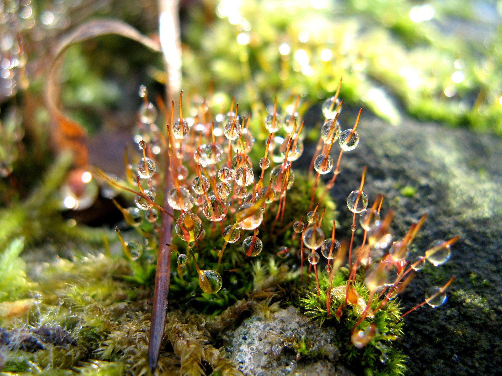 small rain drops are growing on top of moss