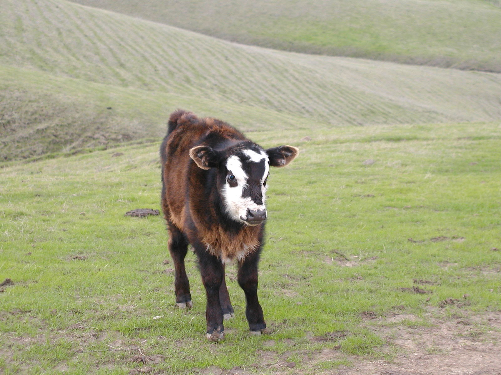 a cow walking through a field in front of some rolling hills