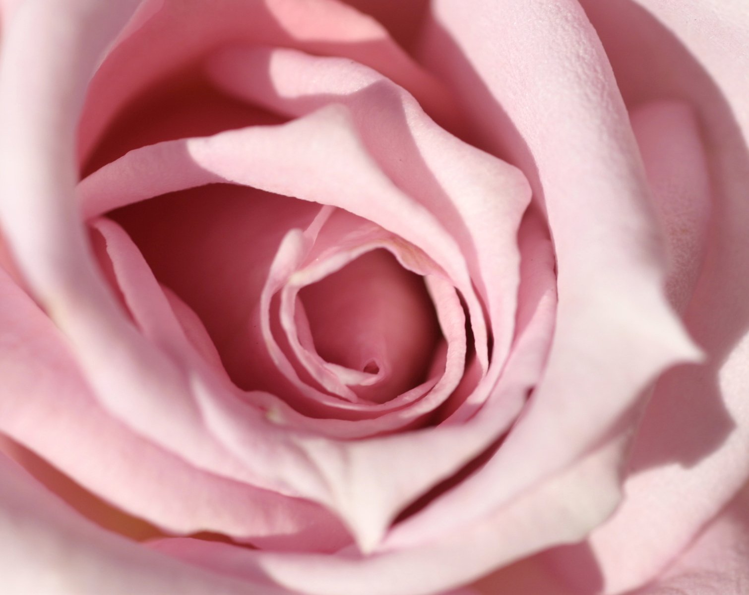 pink rose with a center close up in the center