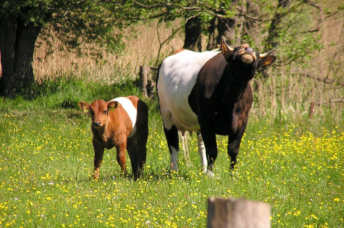 a mother cow and a baby calf stand in a pasture