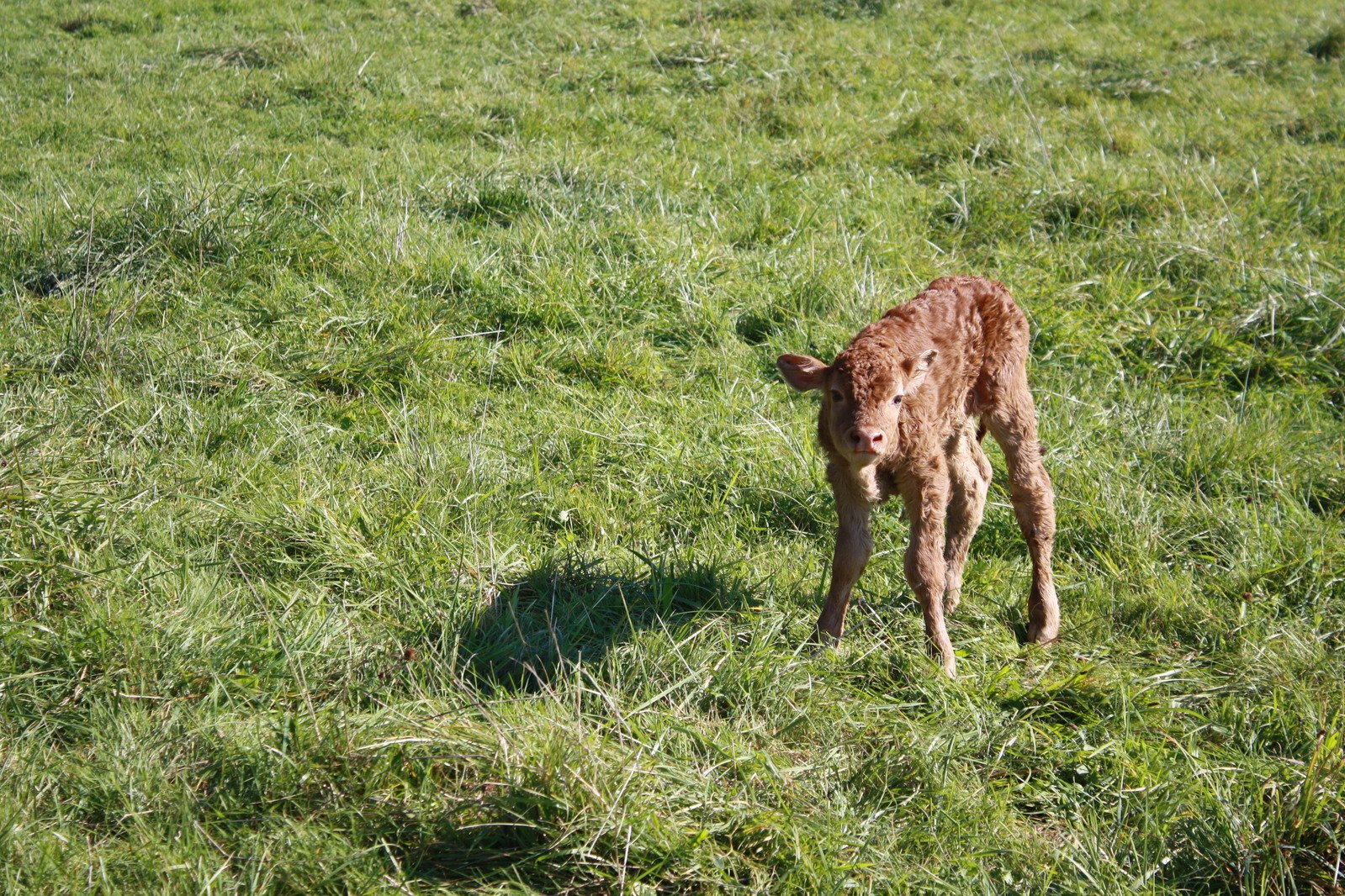a baby cow standing in the middle of a green field