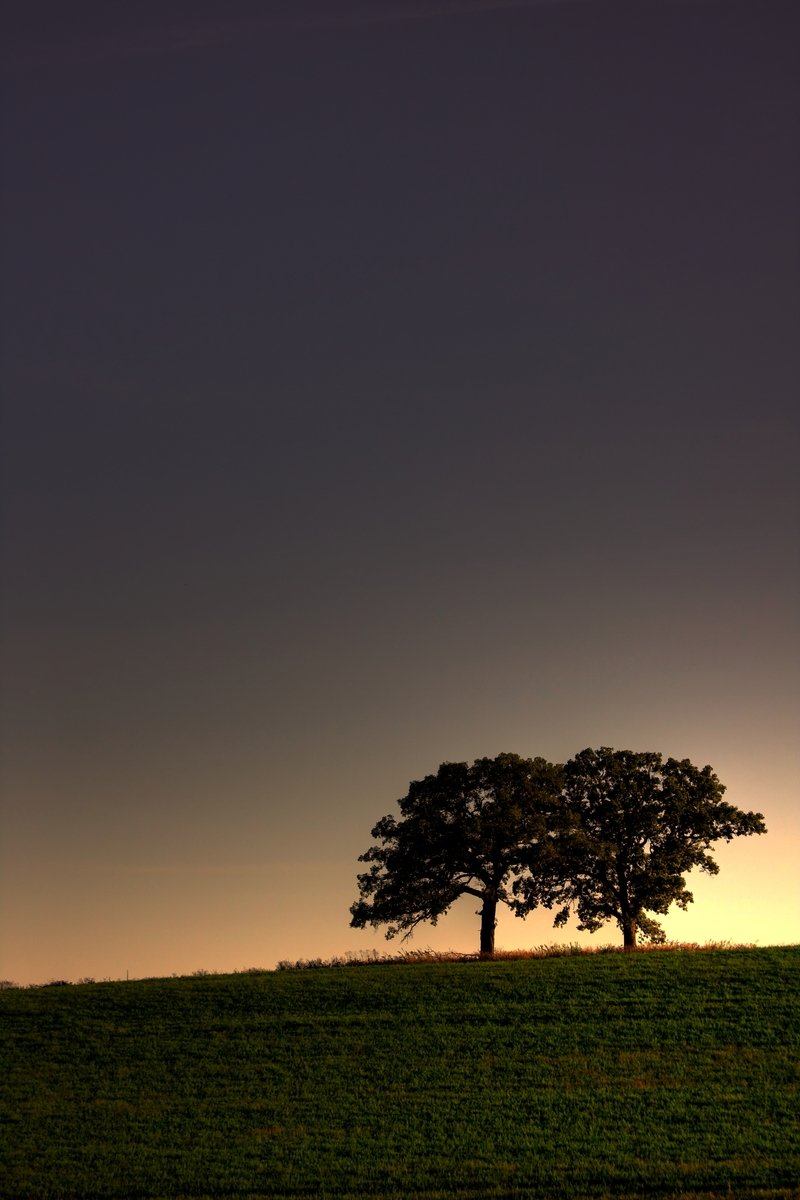 a tree is sitting on a grassy hill