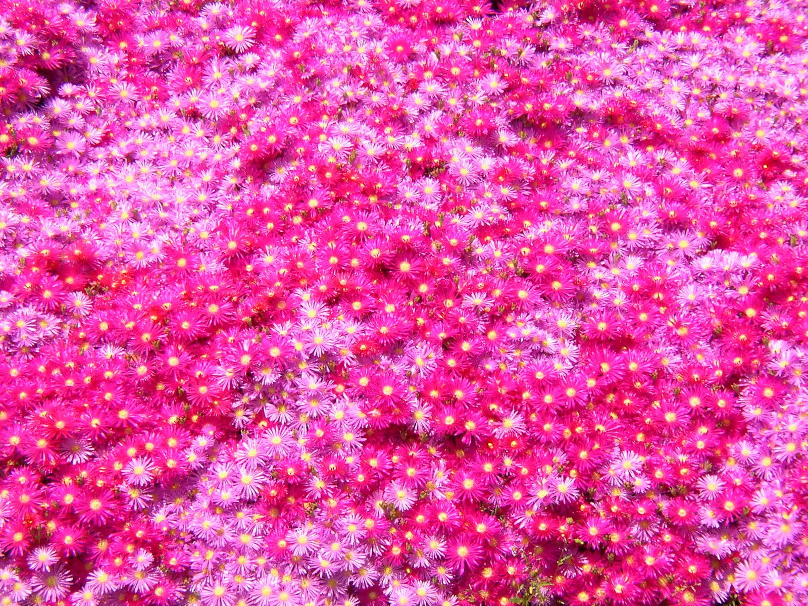 a bed of pink flowers and the ground