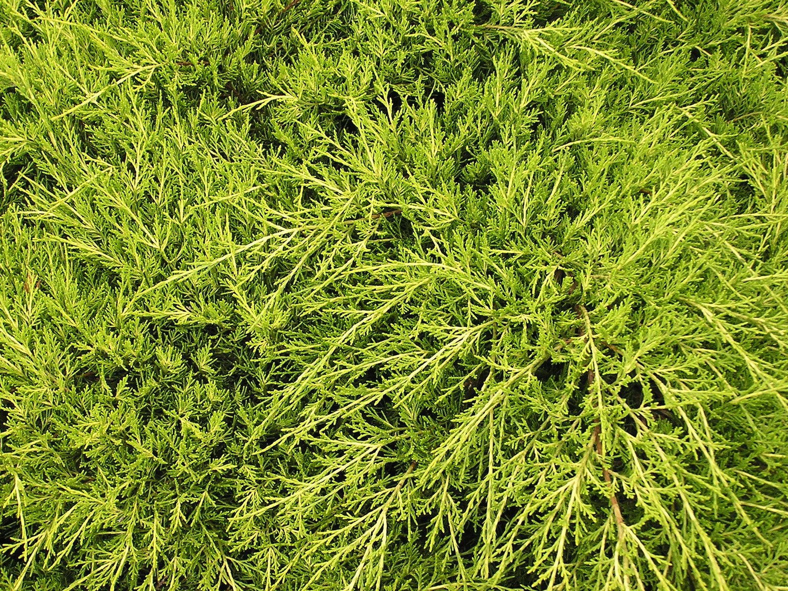 a green bush is seen top down view
