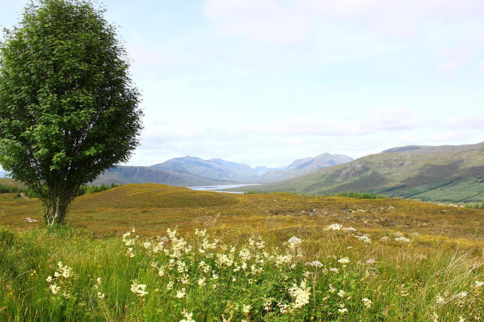 trees on the edge of an open valley